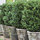 theboxwoodhome