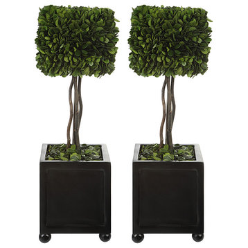 Preserved Boxwood Square Topiaries, S/2"