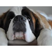 David Atkinson's photo