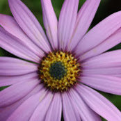 Christiann Savage's photo