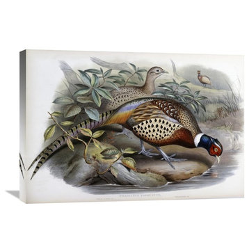 "Chinese Ring-Necked Pheasant" Artwork, 30"x20"