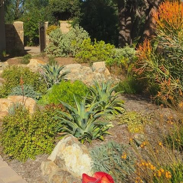 Succulent Excitement