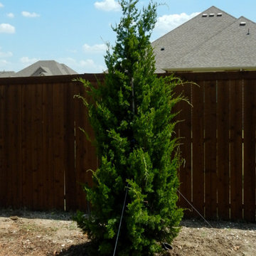 Evergreen Trees & Shrubs