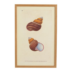 Shell Wall Art - Sea Snail - Artwork