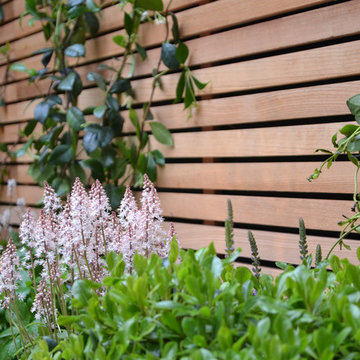 SW4 Contemporary Garden