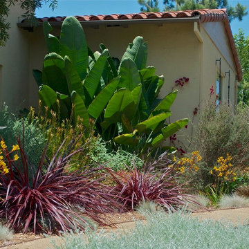 Gold Kangaroo Paws add color complement