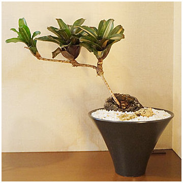 Plants.S