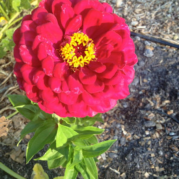 ebay, inc. Corporate Vegetable Garden Installation & Employee Garden Education