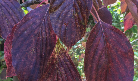 Try This Plant for Autumn Color in the Woodland Garden