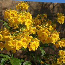 plants