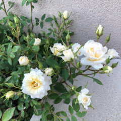 Ralph Moore Roses Show off your Ralph Moore Roses | Houzz Forum