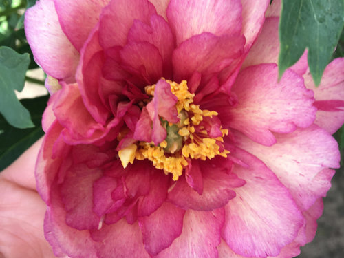 Yankee Doodle Dandy Or Hillary Itoh Peony Yankee Doodle Dandy Or Hillary Itoh Peony