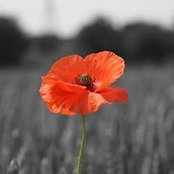 Trish Bowdreys foto