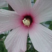 Diane Charvat's photo