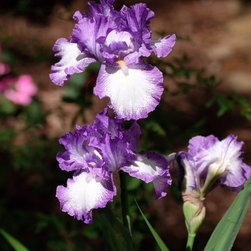 Garden Flowers - Bulbs And Seeds
