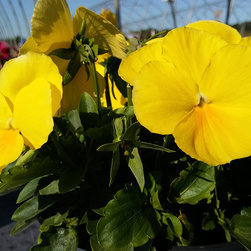 Current Featured Plants - Products