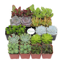 Green Thumb