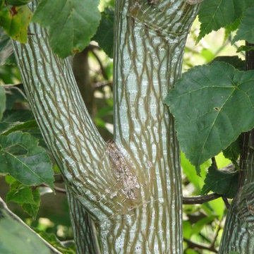 Japanese Snakeskin Maple
