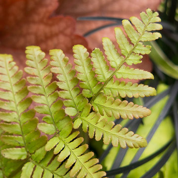 Great Design Plants