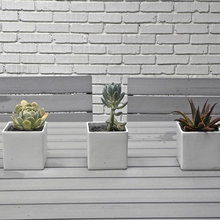 plants