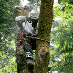 William Tree Service in Katy