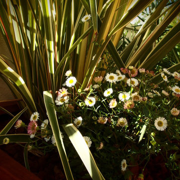plantations dans la jardinière en bois exotique