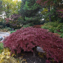 Landscape Ideas