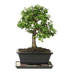 Brussel's Bonsai Dwarf Jade Bonsai - Plants