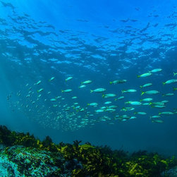 Yellowtail by Joel Coleman - Photographs