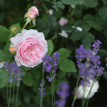 Rosen Lavendel Kombination
