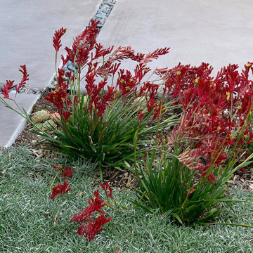 San Rafael Eichler - Mid-Century Modern Back & Front Landscape Remodel