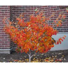 Bronson Trees