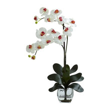 Orchid