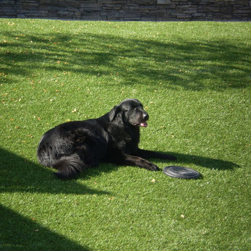 Dog Yards