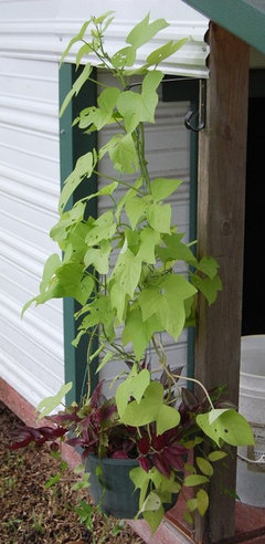 Sweet potato vines- vertically upwards?