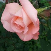 Carol Davidson's photo
