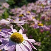 Veronica Sampson's photo