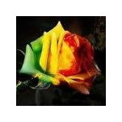 Marcel Roses billede