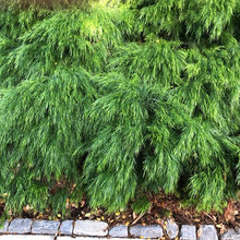 Landscaping project