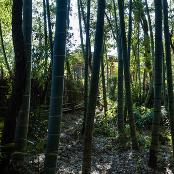 いかだ丸太の家/敷地の竹林