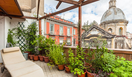 Quanta Luce ha il tuo Terrazzo? Come Scegliere la Pianta Giusta