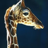Head of a Young Giraffe Wall Mural - 72 Inches H