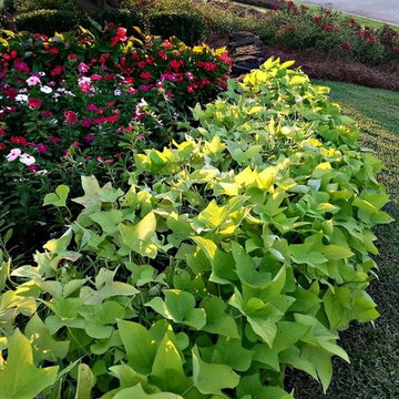 Southern Lawns