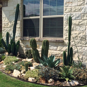 Miscellaneous Cacti & Succulent Landscapes by Rhinamic