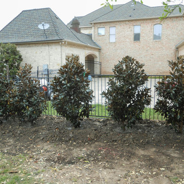 LIttle Gem Magnolias along fence