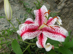 Went crazy with lilies this summer..