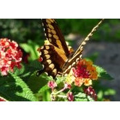 Darlene Asam's photo