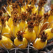 Arizona Cacti