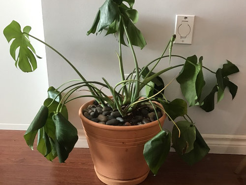 Cheese plant help!