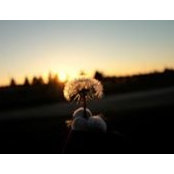 Photo de Bobby Chan